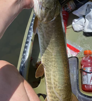 Reel in Smallmouth Bass!